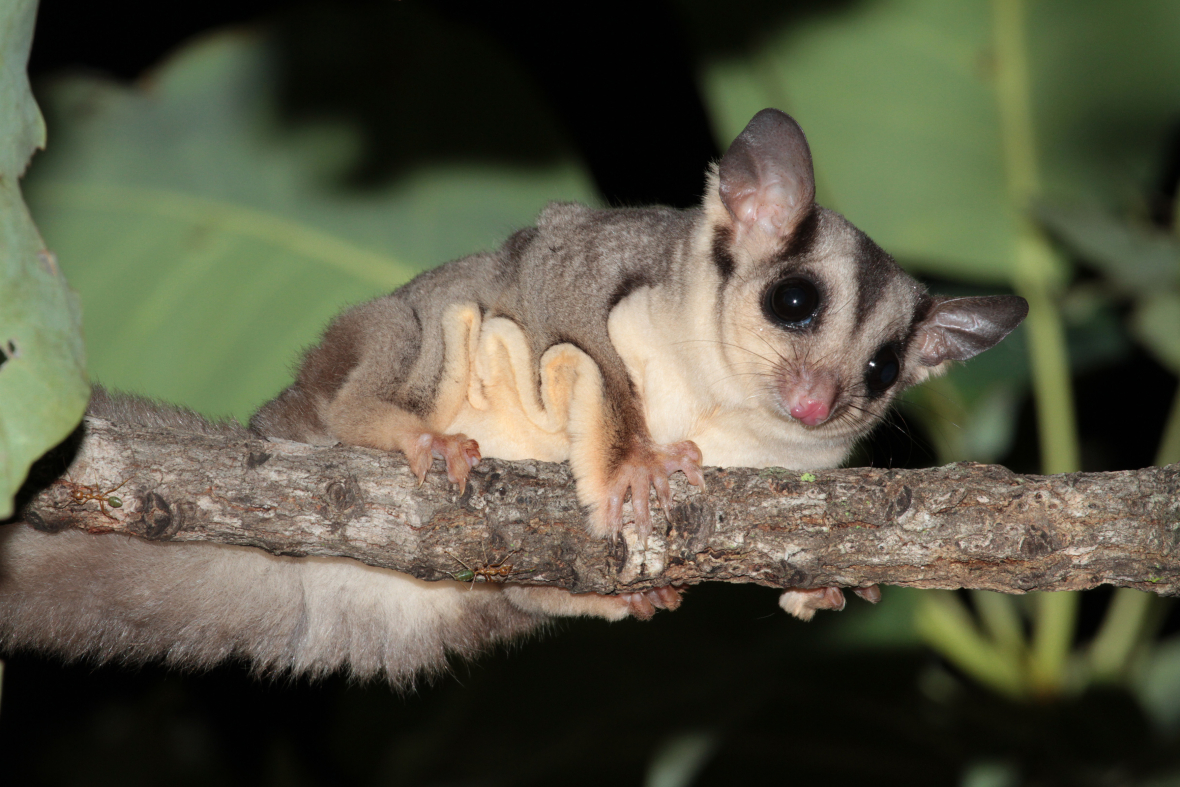 sugar glider