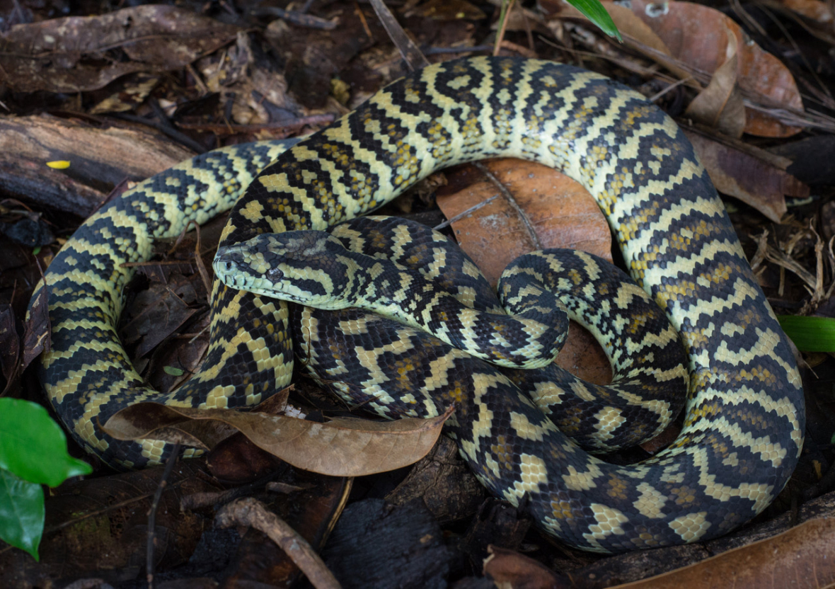 Data Shows Darwin A Tropical Paradise For Snakes 