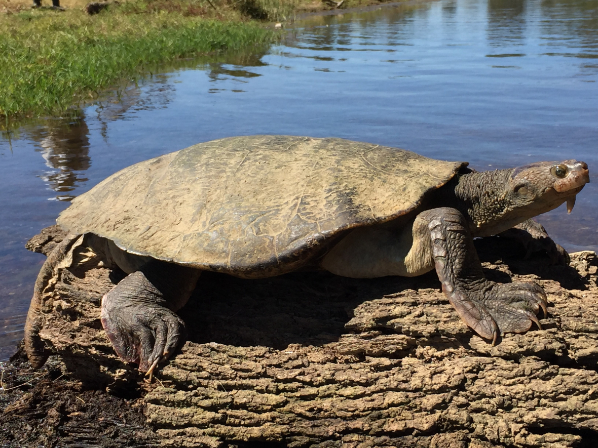 Backyard Conservation Key to Protecting Australia’s Biodiversity ...