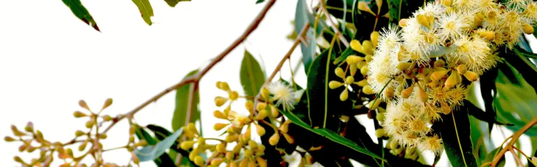 StringyBark flowers