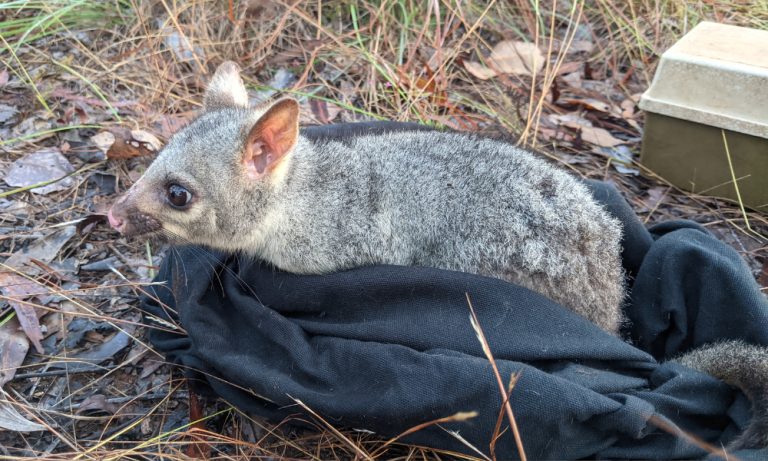 Possum captured through fieldwork