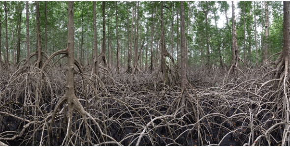 Mangrove forest with stilt roots in the foreground