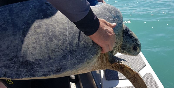 hands holding a sea turtle on the rail of a boat