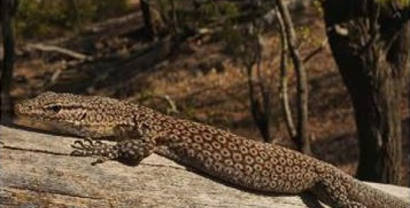 Lizard on log with trees in background