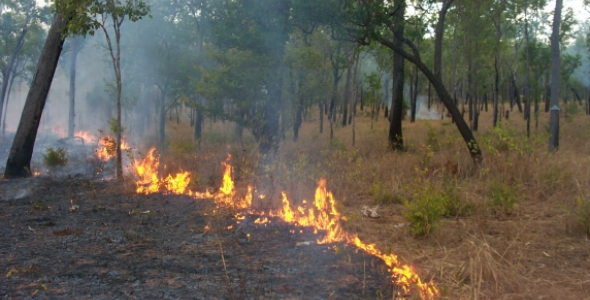 Low intensity ground fire burning in savanna bush