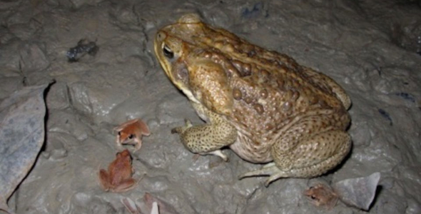 one large cane toad with three small ones on dark grey ground