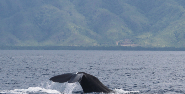 Rear part of a whale, including its flukes, coming out of the water, with forest-covered hills in the background