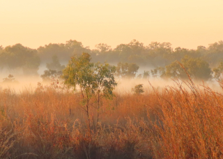 Binyibara or Lee Point Landscape of orange grasses in early morning fog.