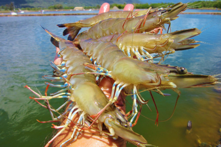 Outstreached arm holding 5 large prawns with pond in the background and forested hills in the distance