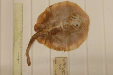The IUCN has declared the first ever marine fish extinct after an assessment led by Charles Darwin University (CDU) experts. Photo: The Java Stingaree specimen. Photo credit: Edda Aßel, Museum für Naturkunde Berlin. 