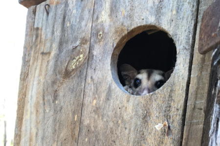 Savanna gliders were one of the most frequent users of the nestboxes monitored during the study. 
