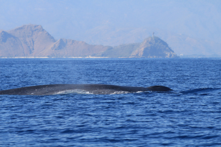 A pygmy blue whale of Dili. Supplied by Dr Karen Edyvane. 
