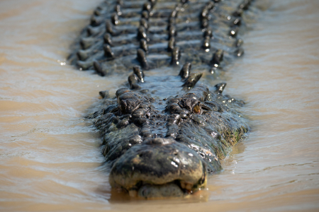 The study by Charles Darwin shows widespread culling of crocodiles is not an effective way to stop attacks on humans. 