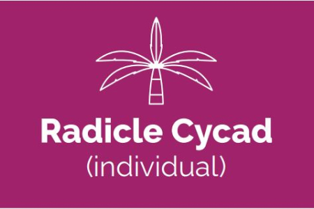 Radicle Cycad Logo