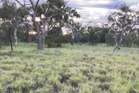 Landscape dominated by buffel grass with a few trees in the middle distance and more trees in the background