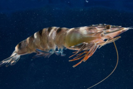 a prawn apparently in water, facing the right hand side