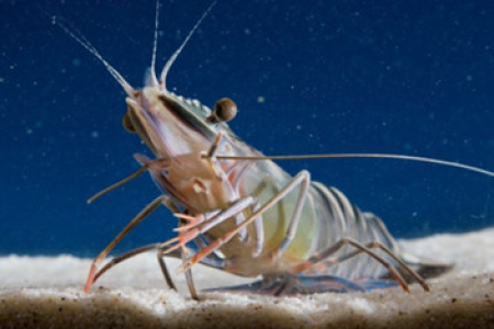 a prawn, on sand, apparently in water, facing left