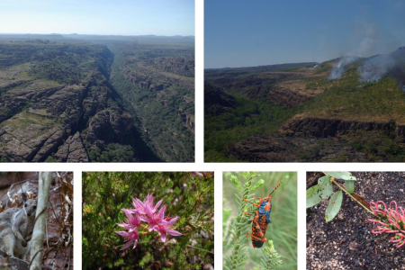 Composite image of 6 small images. Small images are landscape of Arnhem Plateau, landscape with smoke from several small fires, wallaby, mauve flower, colourful insect, curly pink flower