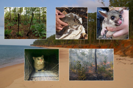 Composite image of 5 small images on a background of a larger image of a forest-lined beach. The small images are bush, small marsupial, small marsupial in a hand, cat in a cage, bush with small fires burning.