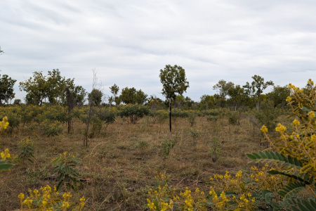 Grasses and shrubs are seen across a landscape. Photo: Glen Shannon