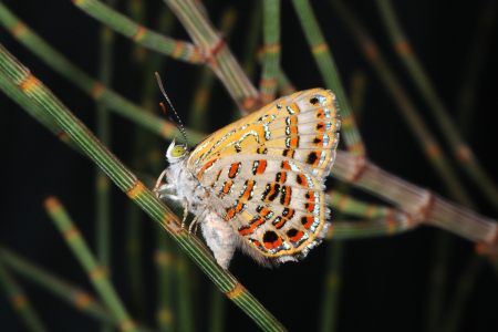 The Bulloak Jewel (Hypochrysops piceatus) butterfly. Butterflies, bees and beetles are groups of insects at risk. Picture: Michael Braby