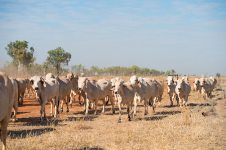 A herd of cattle walking together over fairly bare ground, with a person on horseback in the distance and trees in the background