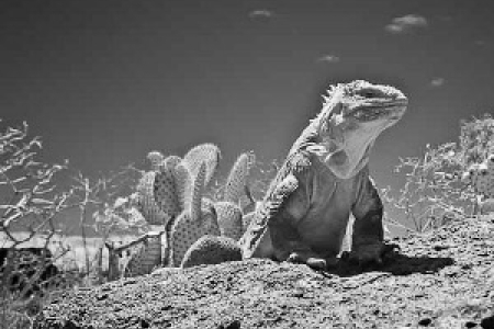 “Iguana de tierra” by Ecuadorian photographer Fernando Espinosa Chauvin will be part of the exhibition in Darwin 