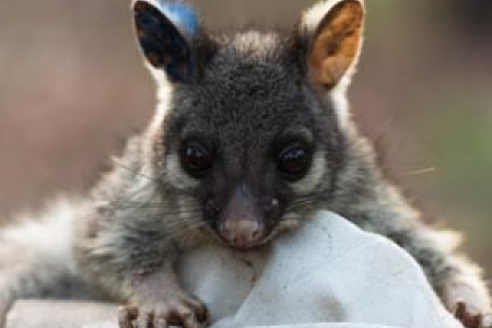 A baby ringtail possum captured during mammal monitoring 