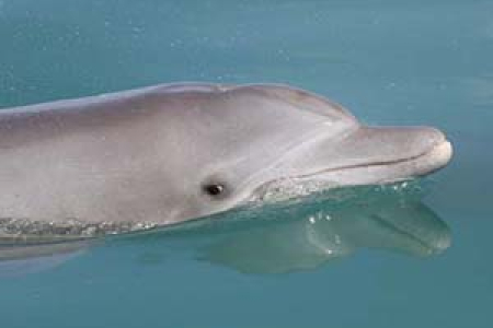  Dr Carol Palmer has discovered crucial information that will help conserve species such as the bottlenose dolphin