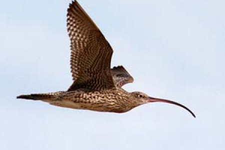 Eastern Curlews numbers in Darwin Harbour are showing an increase. Photo: Amanda Lilleyman