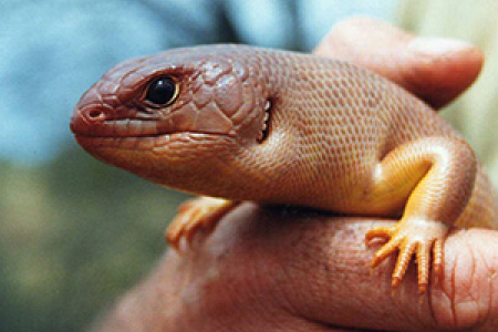 A great desert skink. Image courtesy SA Museum / Dr Mark Hutchinson