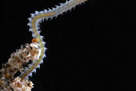 One of several polychaete species found along the intertidal zone of Darwin’s beaches (Not a new species). Photo: C. Glasby, Museum & Art Gallery Northern Territory. 