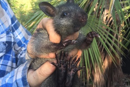 CDU researchers hope the black-footed tree-rat and other endangered arboreal mammals will use the nest boxes. Picture: Hayley Geyle