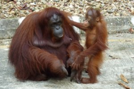 The orang-utan population on Borneo has declined by more than 50 per cent during the past 60 years