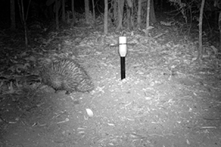 The elusive echidna was spotted with advanced infrared camera technology
