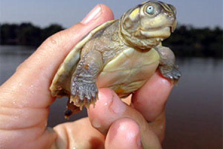 A Giant South American Turtle hatchling in Brazil’s Trombetas, a river than runs into the Amazon.