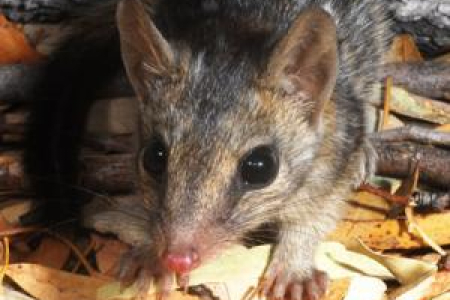 CDU's Professor Michael Lawes contributed to research that identifies feral cats as a major cause of declining numbers of tropical mammals