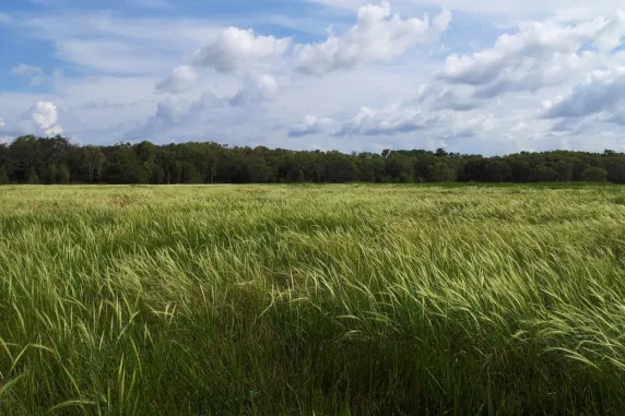 Field of grass-like rice plants with forest in the background