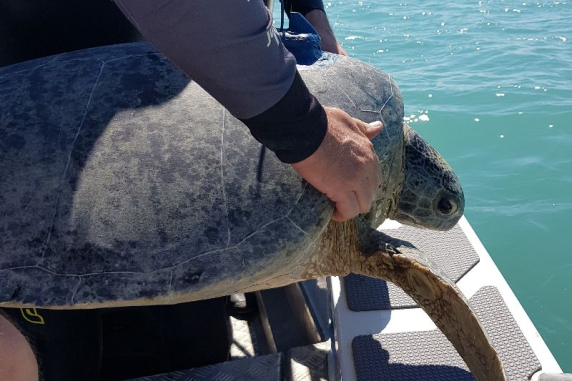 hands holding a sea turtle on the rail of a boat