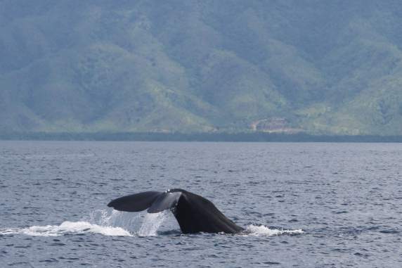 Rear part of a whale, including its flukes, coming out of the water, with forest-covered hills in the background