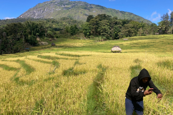 person in dry rice field, holding ear of rice and pointing mobile phone at it