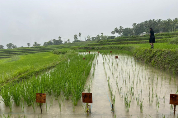 person walking along bank above flooded rice paddy