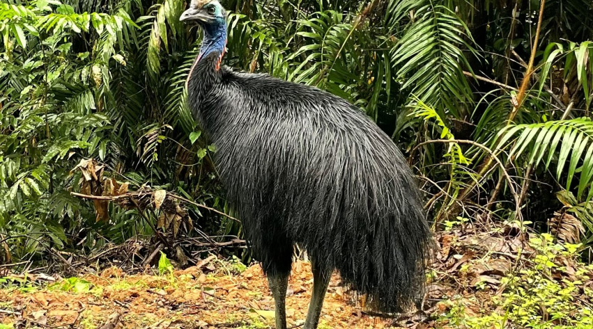 Cassowaries still crucial to seed dispersal, study shows | Mirage News