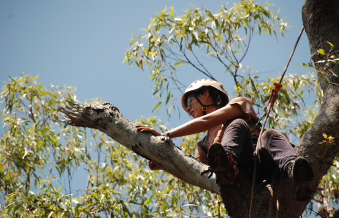 Cara Penton climbing up a tree to investigate tree hollows on the Tiwi Islands.