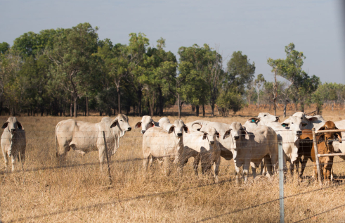Cattle, mostly light coloured, but one brown, in a paddock of dry grass, behind a wire fence, with a dense stand of trees in the background
