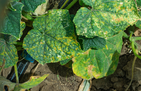 Close up of cucurbit-type leaves with orange patches on them