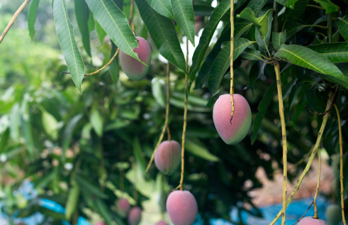 Close-up of purple coloured mangoes growing on long stalks, with leaves
