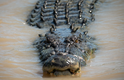 The study by Charles Darwin shows widespread culling of crocodiles is not an effective way to stop attacks on humans. 