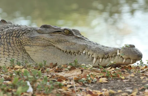 Saltwater crocodile in the wild via Brandon Sideleau