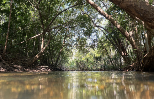 view along surface of water with colourful reflections. Pandanuses and other trees growing on banks at edge of water forming almost complete canopy.